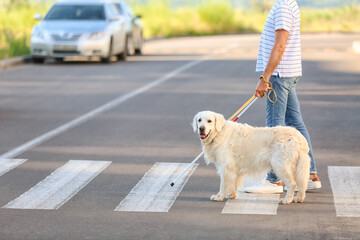 Senior blind man crossing road with guide dog in city