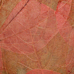 Obraz premium Dried and pressed autumn leaves in closeup