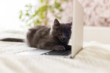 A fluffy gray kitten lies on a beige bedspread and put its paws on the laptop keyboard. Funny pets....