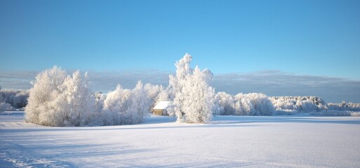 The trees are covered with white frost. Frosty sunny weather. Beautiful winter landscape. Panoramic photography. Latvian landscape.