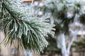Pine tree branch with icy needles on winter day