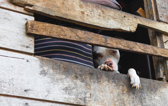 Perro pitbull observa triste desde ventana de casa de madera