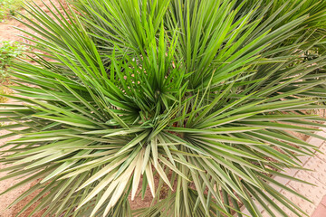 Green palm leaves outdoors, closeup