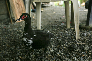 Pato negro de granja con madera de fondo sobre tierra de piedras 
