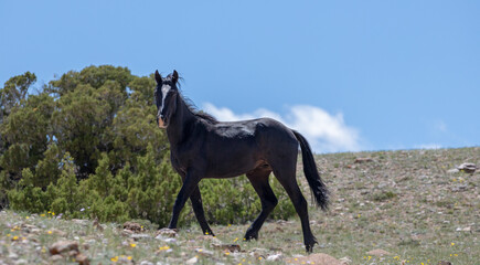 Young black stallion wild horse on mineral lick hillside on Pryor Mountain in the western United States