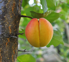 Apricots are ripening on a tree branch