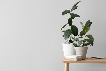 Green houseplants with books on bench near light wall