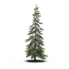 large tree with a shadow under it, isolated on white background, 3D illustration, cg render