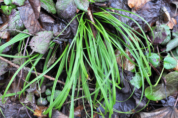Hairy sedge (Carex pilosa) grows in nature