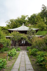 紫陽花、あじさい、アジサイ、青い紫陽花、青、瑞泉寺、ズイレンジ、鎌倉、神奈川、お寺、神社、日本、家、6月、梅雨、かまくら、観光、名物、旅行、おでかけ、人気、石、庭、日本庭園、庭園、公園、階段、ミラー、道、道端、鏡、
