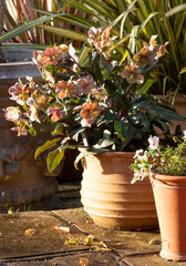 Pink hellebore flowers in a terracotta pot, growing at RHS Wisley garden in Surrey, UK. Photographed on a cold, sunny winter's day.