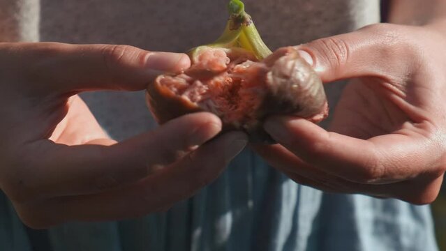 woman rips figs. hands tear figs