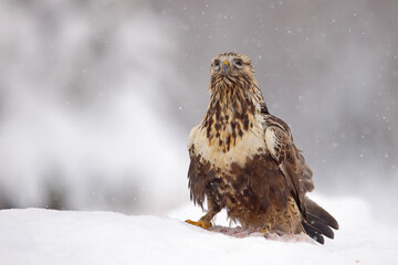 Myszołów włochaty (Buteo lagopus)
