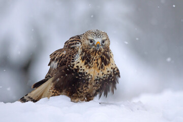 Myszołów włochaty (Buteo lagopus)