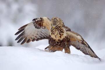 Myszołów włochaty (Buteo lagopus)