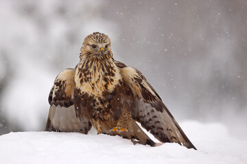 Myszołów włochaty (Buteo lagopus)