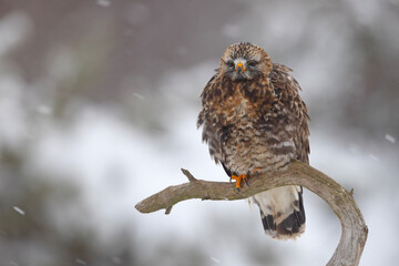 Myszołów włochaty (Buteo lagopus)