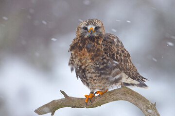 Myszołów włochaty (Buteo lagopus)