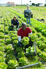 Man gardener showing fresh cabbage in garden outdoor, gardeners working on background