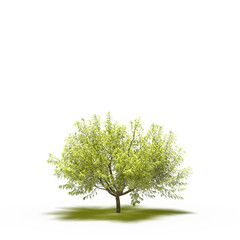 Obraz premium large tree with a shadow under it, isolated on white background, 3D illustration, cg render 