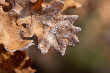 Close up of dry oak leaves in winter covered in frost hanging from a branch outdoors with room for text