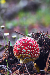 one red mushroom with white dots grown, amanita muscaria with blur bakground, mexiquillo durango 
