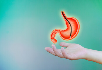 Endoscopic biopsy, esophagogastroduodenoscopy, EGD. Hand holds human stomach isolated on light...