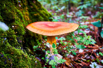 caesars mushroom near to tree with moss, in mexiquillo durango  - obrazy, fototapety, plakaty