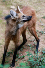 Maned wolf, lives in the cerrado region in the state of Minas Gerais, Brazil