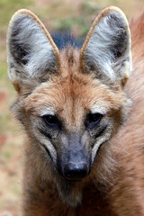 Maned wolf, lives in the cerrado region in the state of Minas Gerais, Brazil