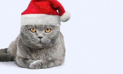 Fototapeta premium Ð¡ute young smart cat pet in santa hat