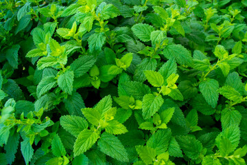 Lemon Balm (Melissa Officinalis) plant leaves