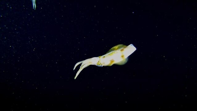 Night marine life - Cuttlefish swimming close to the camera - Red Sea underwater
