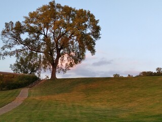 landscape with tree