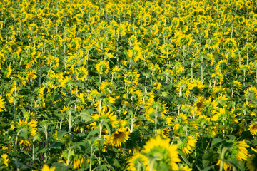 Sunflowers from the back (field)