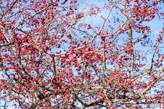 Frutos rojos del majuelo en las ramas de su árbol a finales de otoño