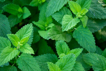 Lemon Balm (Melissa Officinalis) plant leaves