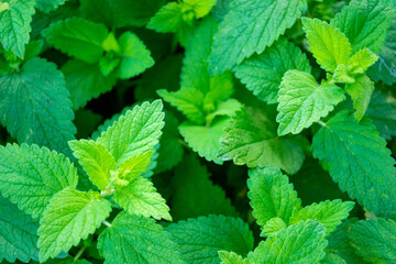 Lemon Balm (Melissa Officinalis) plant leaves