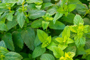 Lemon Balm (Melissa Officinalis) plant leaves
