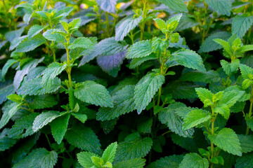 Lemon Balm (Melissa Officinalis) plant leaves