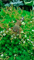 Fototapeta na wymiar The leopard gecko Eublepharis macularius resting on a branch in the forest