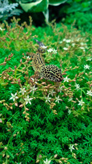 The leopard gecko Eublepharis macularius resting on a branch in the forest