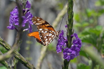 Gulf fritillary butterfly (Dione vanillae) feeding from a porterweed flower in Cotacacahi, Ecuador