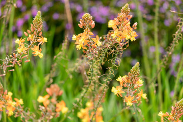 Photography of beautiful plants in the garden.	