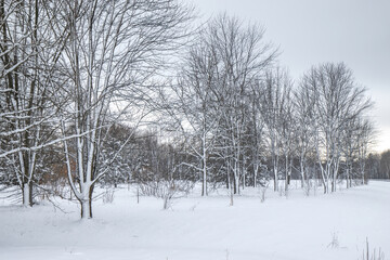 Fototapeta na wymiar A wintery field of deciduous trees after a heavy snowfall, nobody