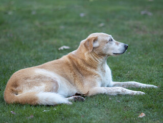 old lab dog laying on grass