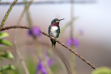 White-bellied woodstar (Chaetocercus mulsant) hummingbird perched in a porterweed plant, in a garden in Cotacacahi, Ecuador