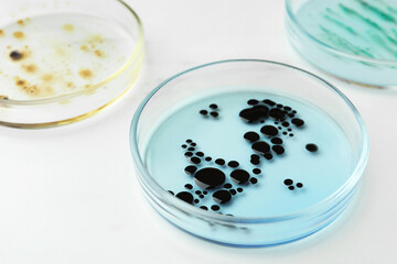 Obraz na płótnie Canvas Petri dishes with different bacteria colonies on white background, closeup