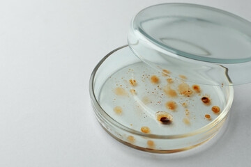 Petri dish with bacteria colony on white background, space for text