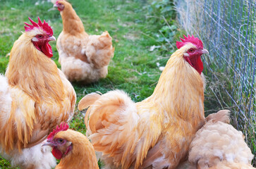 Beautiful ginger hens walking in zoo outdoors